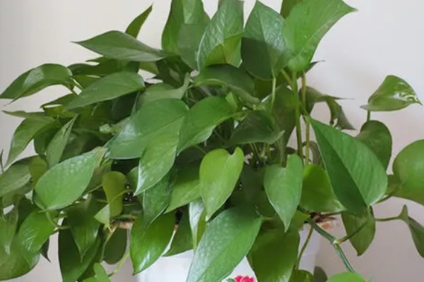 怎么让绿萝变得更绿,提供散射光可以让它合成叶绿素