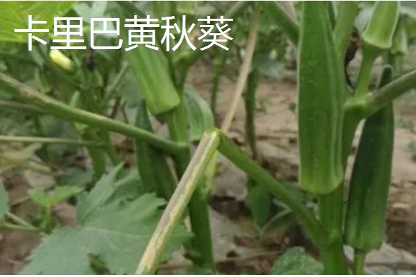 黄秋葵和秋葵有什么区别,黄秋葵属于秋葵里面的一个品种