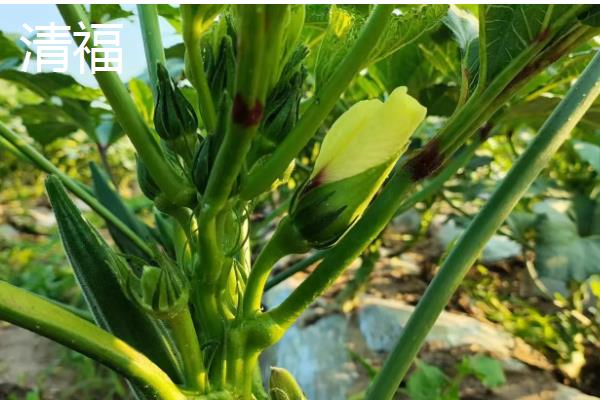 黄秋葵和秋葵有什么区别,黄秋葵属于秋葵里面的一个品种
