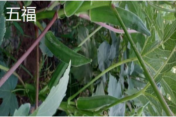 黄秋葵和秋葵有什么区别,黄秋葵属于秋葵里面的一个品种