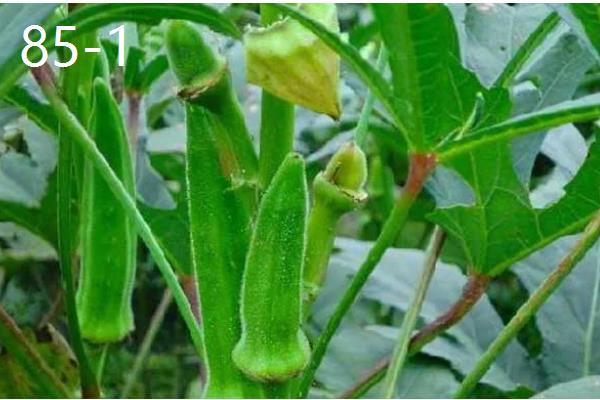 黄秋葵和秋葵有什么区别,黄秋葵属于秋葵里面的一个品种