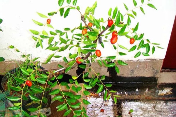 红枣的盆栽方法，需提供湿润的生长环境