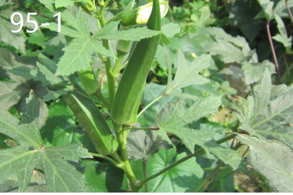 黄秋葵和秋葵有什么区别,黄秋葵属于秋葵里面的一个品种