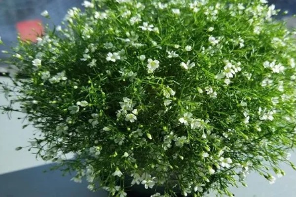 满天星如何浇水,通常每隔3-5天浇1次水