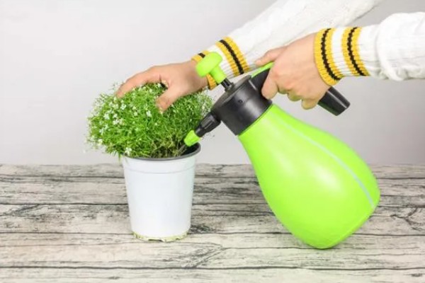 满天星如何浇水,通常每隔3-5天浇1次水