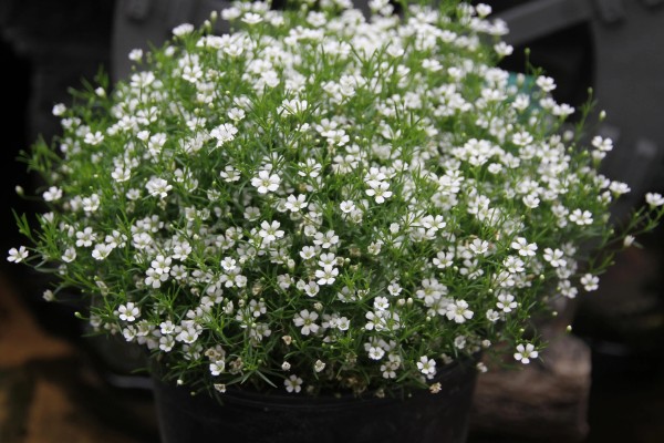 满天星如何浇水,通常每隔3-5天浇1次水