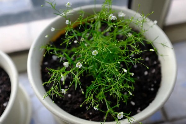 满天星如何浇水,通常每隔3-5天浇1次水