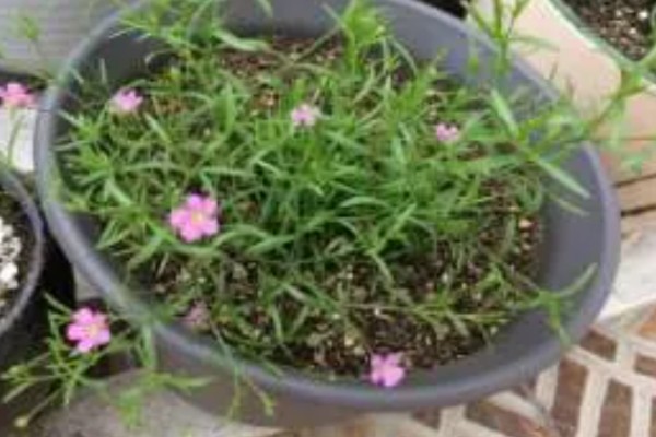 满天星如何浇水,通常每隔3-5天浇1次水