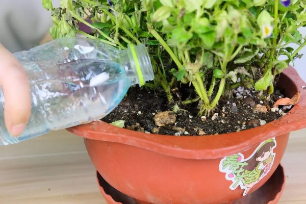 满天星如何浇水,通常每隔3-5天浇1次水