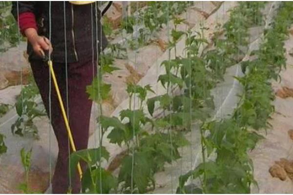 丝瓜的种植技术，播种前放置太阳处晒2-3天左右