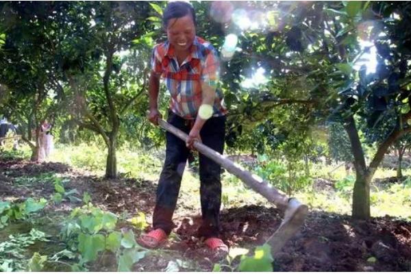 果园使用鸡粪的危害，会导致烧根、烧苗等