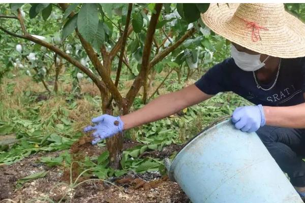 果园使用鸡粪的危害，会导致烧根、烧苗等