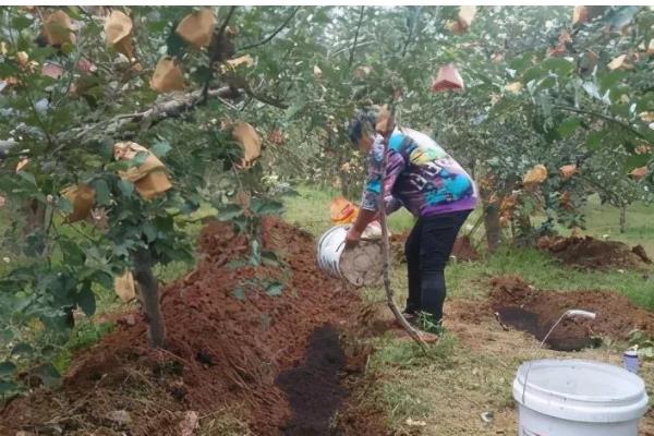 果园使用鸡粪的危害，会导致烧根、烧苗等