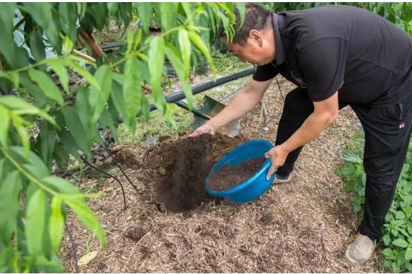 果园使用鸡粪的危害，会导致烧根、烧苗等