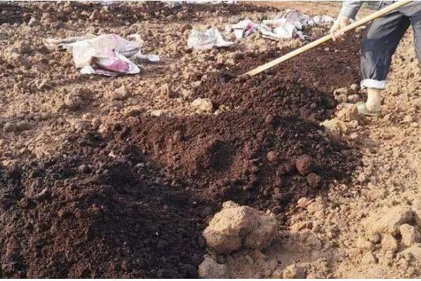 果园使用鸡粪的危害，会导致烧根、烧苗等