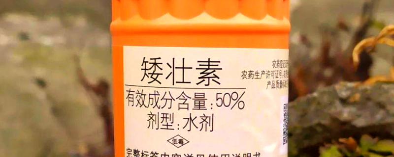 矮壮素有什么危害，使用过多会让植物停止生长