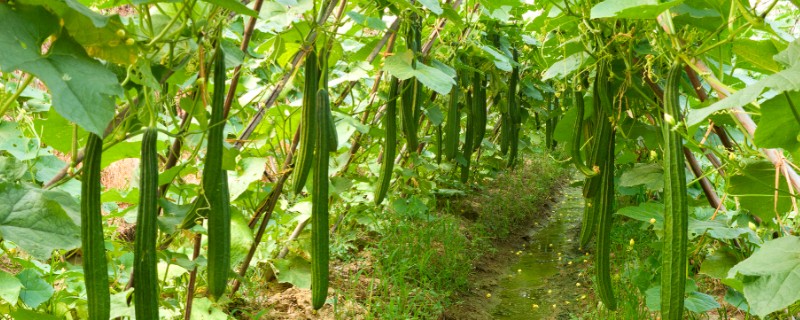 夏季怎么种植丝瓜，结果后定期追施复合肥