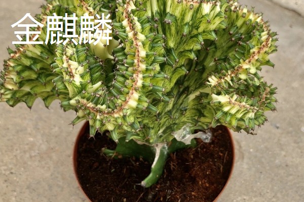 石磨有哪些寓意，寓意镇宅通财、驱邪避煞等