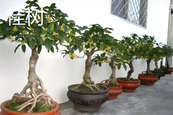 石磨有哪些寓意，寓意镇宅通财、驱邪避煞等