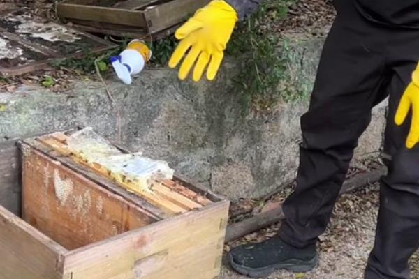 用花粉喂蜜蜂的方法,与糖浆混匀煮开然后放凉再饲喂