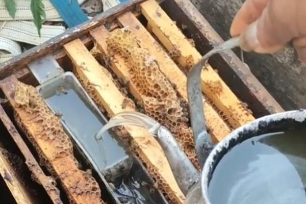 用花粉喂蜜蜂的方法,与糖浆混匀煮开然后放凉再饲喂