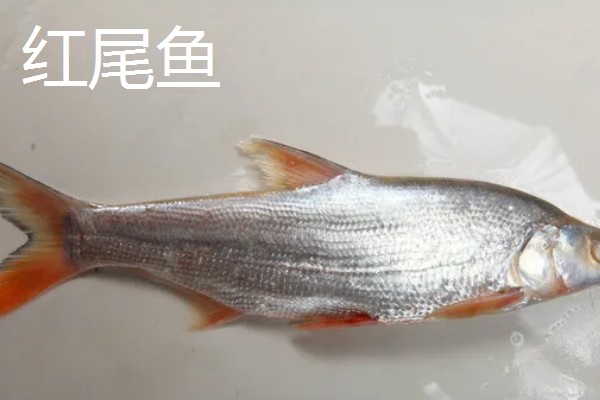 红尾鱼和翘嘴鱼的区别,体型、嘴巴、分布范围等方面不同