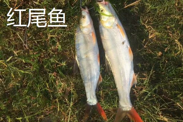 红尾鱼和翘嘴鱼的区别,体型、嘴巴、分布范围等方面不同