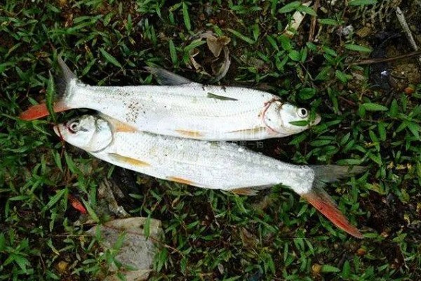 红尾鱼和翘嘴鱼的区别,体型、嘴巴、分布范围等方面不同