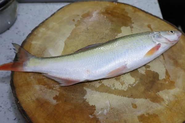 红尾鱼和翘嘴鱼的区别,体型、嘴巴、分布范围等方面不同