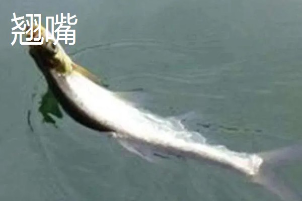 红尾鱼和翘嘴鱼的区别,体型、嘴巴、分布范围等方面不同