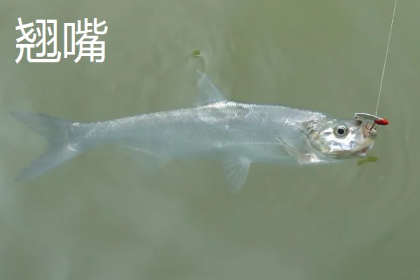 红尾鱼和翘嘴鱼的区别,体型、嘴巴、分布范围等方面不同