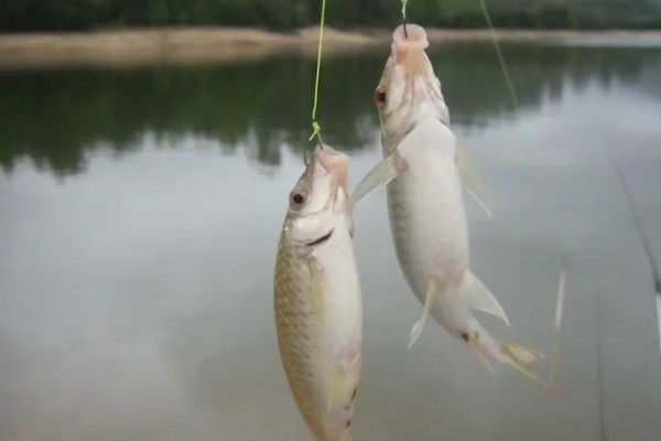 垂钓鲫鱼的适宜温度，最佳温度是15-25℃