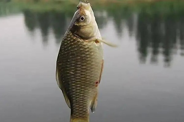 垂钓鲫鱼的适宜温度，最佳温度是15-25℃