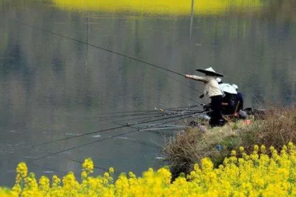 垂钓鲫鱼的适宜温度，最佳温度是15-25℃