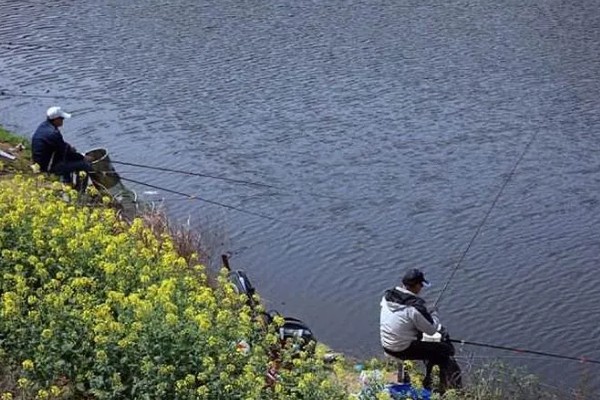 垂钓鲫鱼的适宜温度，最佳温度是15-25℃