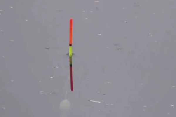 垂钓鲫鱼的适宜温度，最佳温度是15-25℃