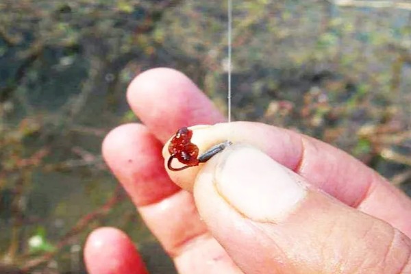 垂钓鲫鱼的适宜温度，最佳温度是15-25℃