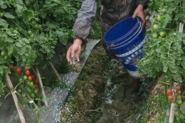 西红柿要不要打顶摘心,穗花开完后再做打顶摘心工作