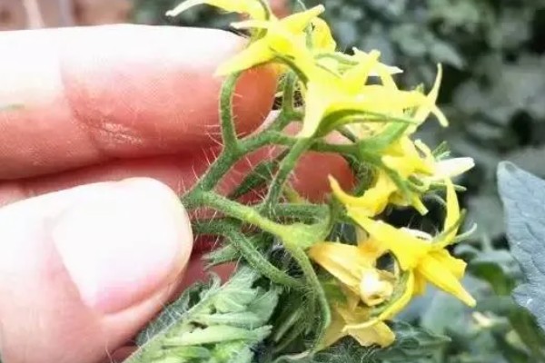 西红柿要不要打顶摘心,穗花开完后再做打顶摘心工作