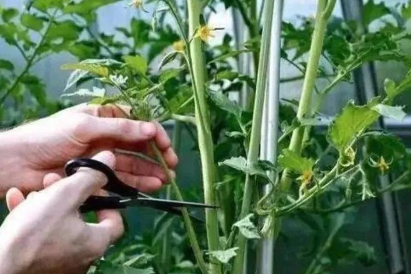 西红柿要不要打顶摘心,穗花开完后再做打顶摘心工作