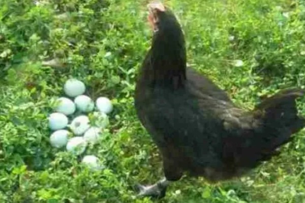 绿壳蛋鸡简介，是我国特有的一种鸡品种