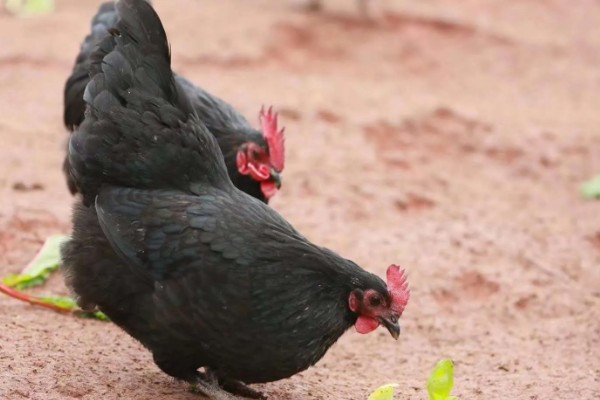 绿壳蛋鸡简介，是我国特有的一种鸡品种