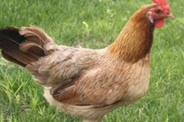 绿壳蛋鸡简介，是我国特有的一种鸡品种