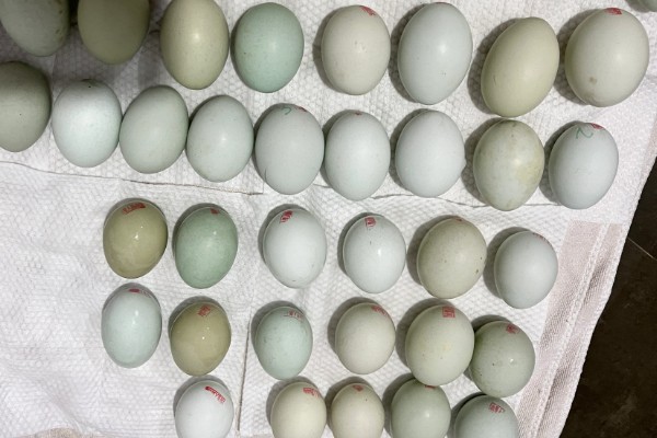 绿壳蛋鸡简介，是我国特有的一种鸡品种