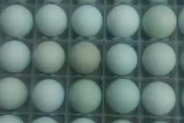 绿壳蛋鸡简介，是我国特有的一种鸡品种