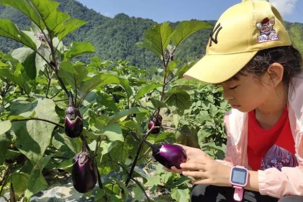 如何判断茄子可以摘了，可以看茄子蒂