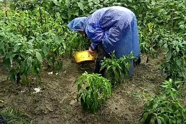 挪威雅苒肥如何使用,针对不同作物的使用方法不同