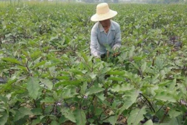 挪威雅苒肥如何使用,针对不同作物的使用方法不同