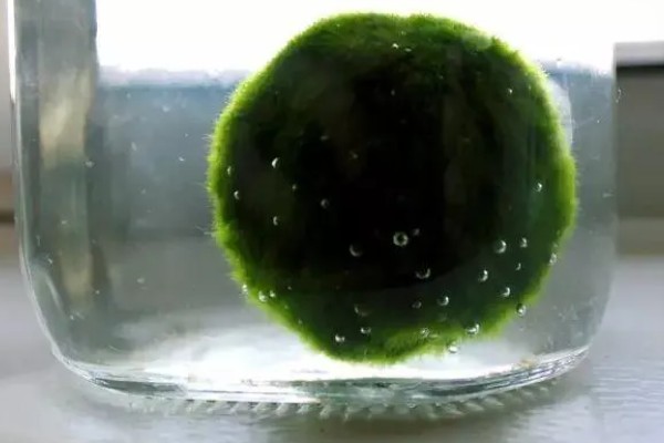 球藻的养殖方法,水温控制在25℃以下