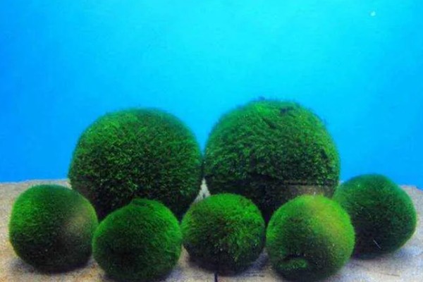 球藻的养殖方法,水温控制在25℃以下